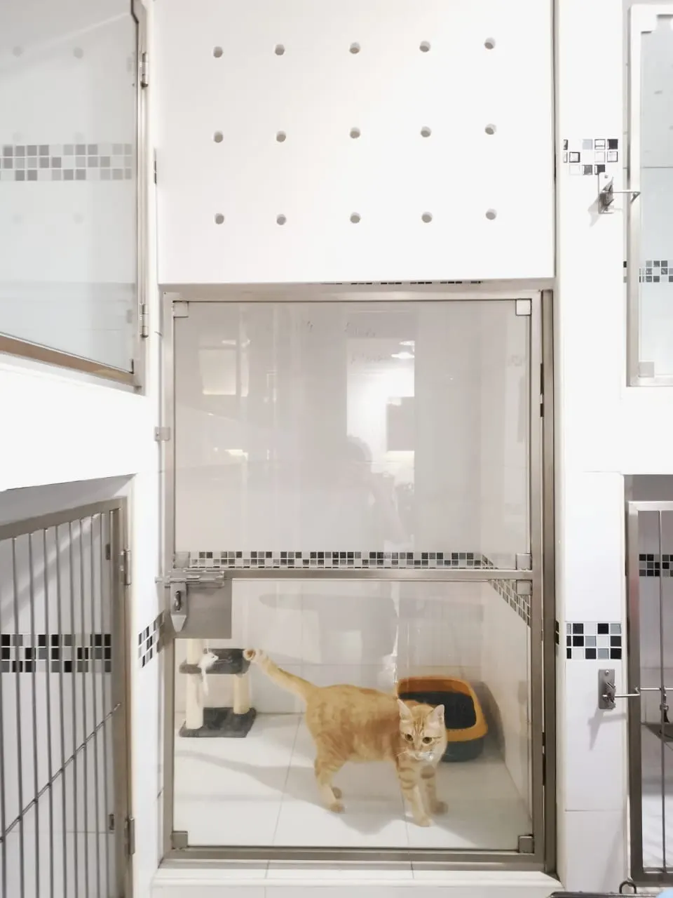 Ginger cat in its glass-fronted room at the PGH cat hotel