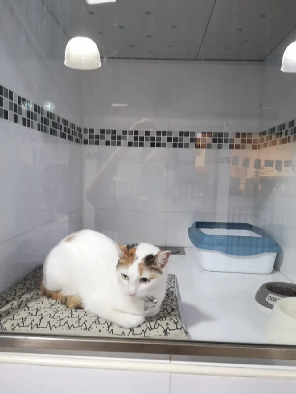 Calico cat on its cushion in a room at the PGH cat hotel