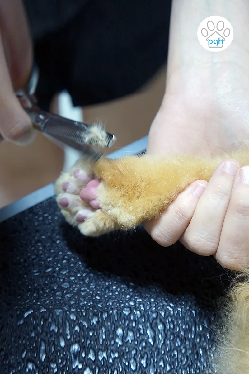 Groomer holding a cat's paw to trim its nails at PGH