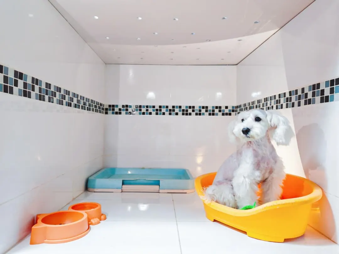 Schnauzer sitting in a bed in its room at the PGH pet hotel