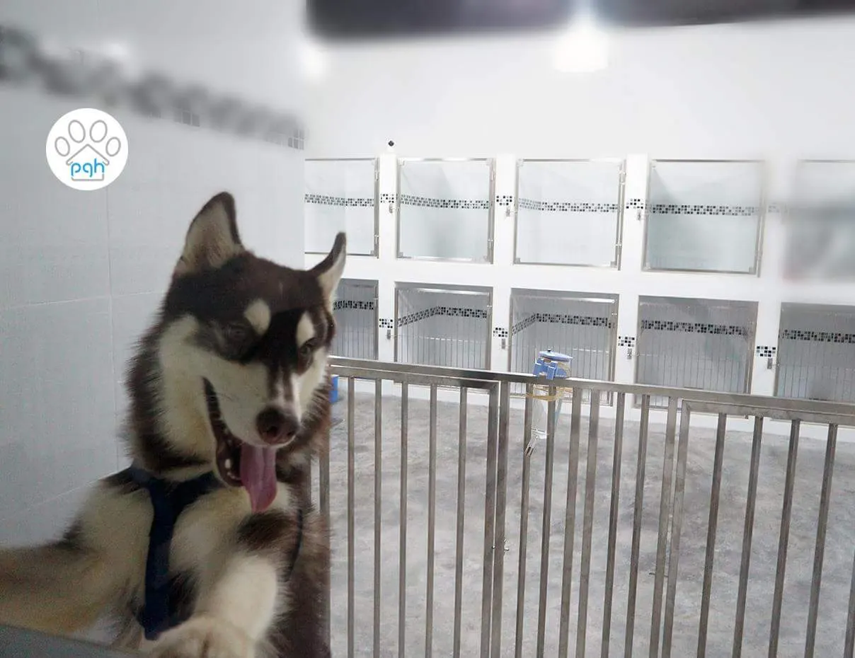 Husky in the play area in front of the rooms at the PGH pet hotel