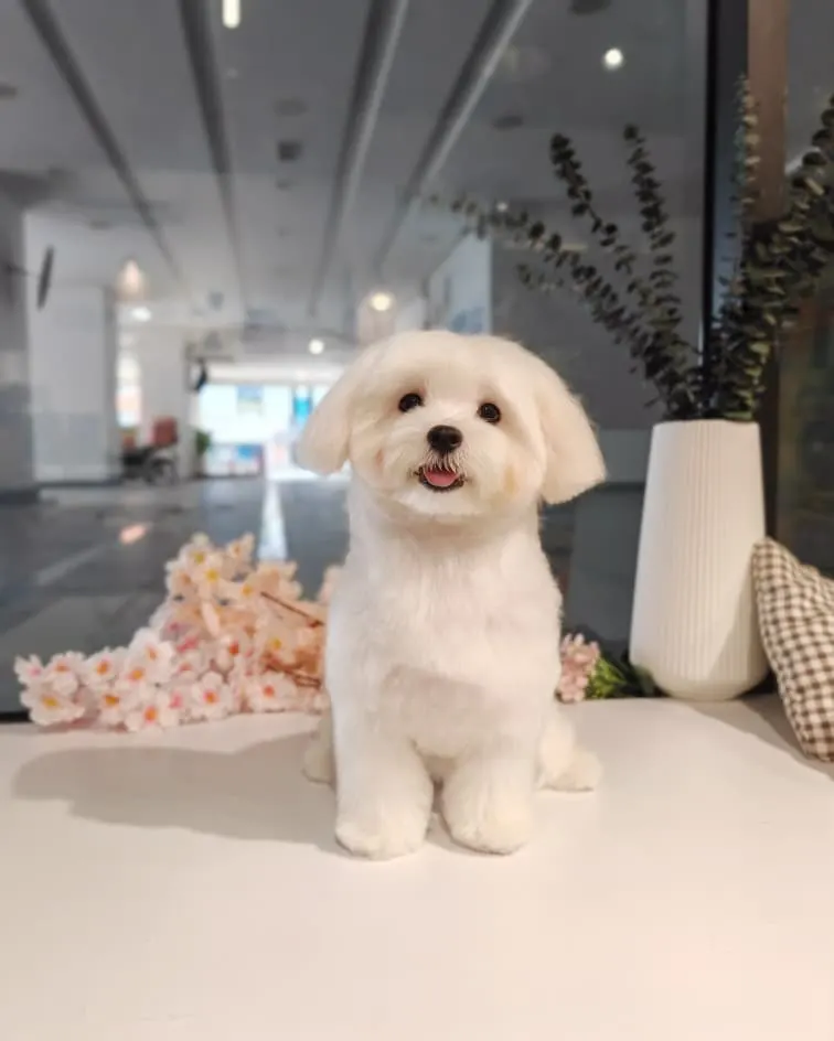 Maltese after a full scissor groom at PGH