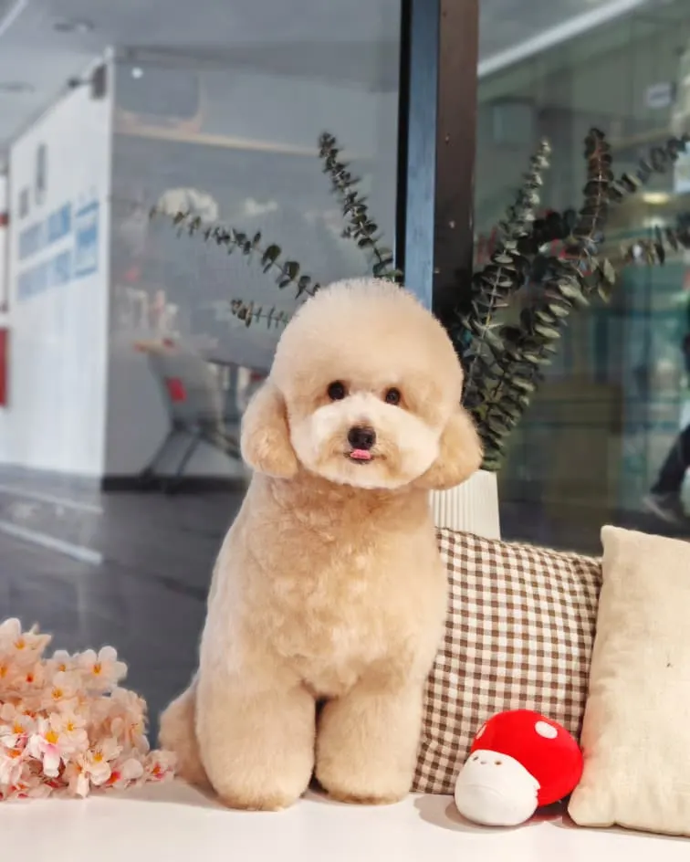 Cream toy poodle after a teddy-bear cut at PGH