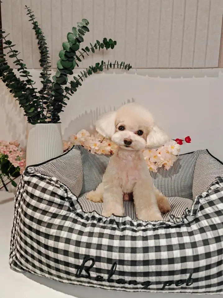 Poodle with a fresh cut sitting in a bed at PGH