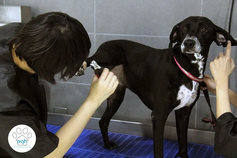 PGH groomer gently brushing a black dog on the grooming table