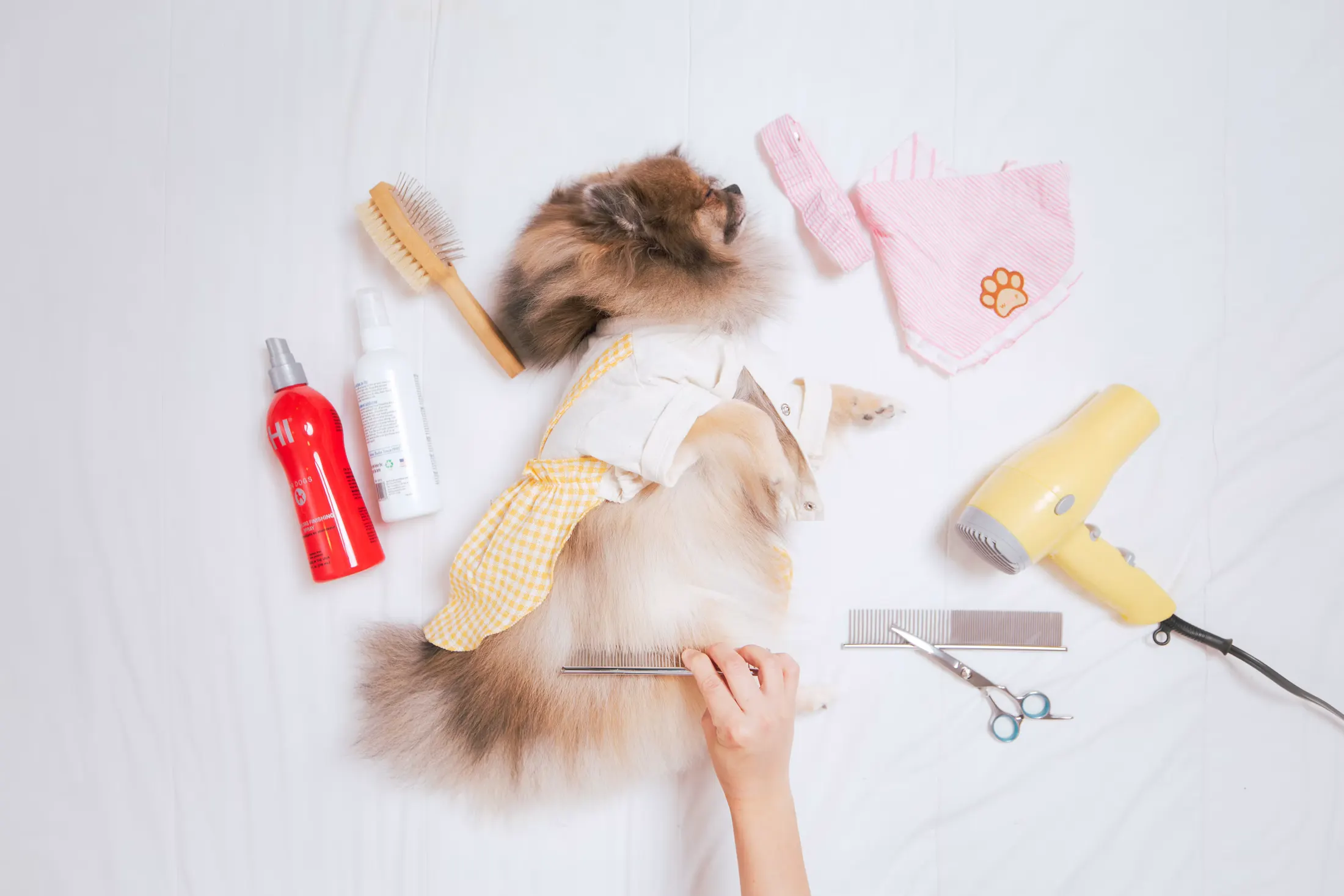 Pomeranian lying on a white sheet surrounded by grooming tools: brush, comb, scissors, dryer and shampoo