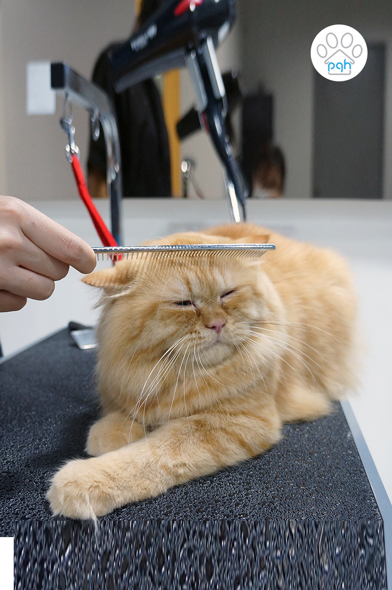 Cat Grooming at Subang  Shah Alam  Puchong  Kuala Lumpur 